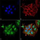 Monoclonal Anti-Mitofusin - Hrp antibody produced in mouse clone S153-5, purified immunoglobulin