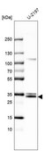 Anti-MGLL antibody produced in rabbit Prestige Antibodies® Powered by Atlas Antibodies, affinity isolated antibody