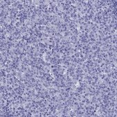 抗ARR3 兔抗 Prestige Antibodies® Powered by Atlas Antibodies, affinity isolated antibody