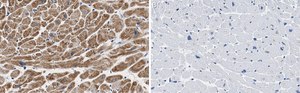 Anti-COX IV Antibody, clone 1L23 ZooMAb® Rabbit Monoclonal recombinant, expressed in HEK 293 cells