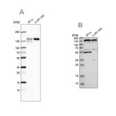 Anti-GOLGA2 antibody produced in rabbit Prestige Antibodies® Powered by Atlas Antibodies, affinity isolated antibody, buffered aqueous glycerol solution