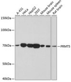 Anti-PRMT5 antibody produced in rabbit