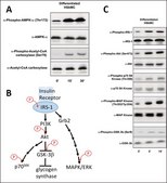 Human Skeletal Muscle Cells: HSkMC: Pre-Screened for Insulin &amp; AMPK signaling, adult