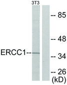 Anti-ERCC1 antibody produced in rabbit affinity isolated antibody
