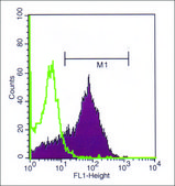 Monoclonal Anti-NG2/CSPG4 antibody produced in mouse clone 2164B6, purified from hybridoma cell culture