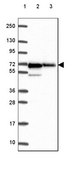 Anti-PRKAA1 antibody produced in rabbit Prestige Antibodies® Powered by Atlas Antibodies, affinity isolated antibody, buffered aqueous glycerol solution