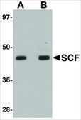 Anti-SCF antibody produced in rabbit affinity isolated antibody, buffered aqueous solution