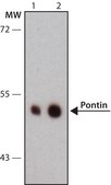 Anti-Pontin antibody, Mouse monoclonal clone 5G3-11, purified from hybridoma cell culture