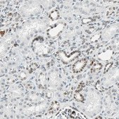 Anti-GATA2 antibody produced in rabbit Prestige Antibodies® Powered by Atlas Antibodies, affinity isolated antibody, buffered aqueous glycerol solution