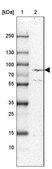 Anti-ECE1 antibody produced in rabbit Ab1, Prestige Antibodies® Powered by Atlas Antibodies, affinity isolated antibody, buffered aqueous glycerol solution