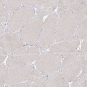 Anti-RBFOX3 antibody produced in rabbit Prestige Antibodies® Powered by Atlas Antibodies, affinity isolated antibody, buffered aqueous glycerol solution