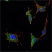 Anti-SMAD5 Antibody, clone 3H9 ascites fluid, clone 3H9, from mouse