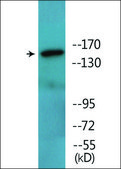 Anti-phospho-ASK1 (pSer966) antibody produced in rabbit affinity isolated antibody