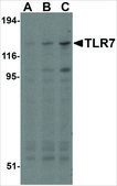 Anti-TLR7 antibody produced in rabbit affinity isolated antibody, buffered aqueous solution