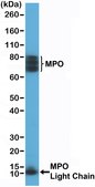 Anti-Myeloperoxidase (MPO) Rabbit Monoclonal Antibody clone RM407, affinity purified immunoglobulin