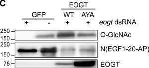 Anti-β-O-Linked N-Acetylglucosamine antibody, Mouse monoclonal clone CTD110.6, purified from hybridoma cell culture