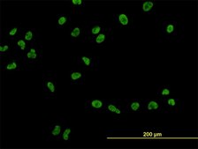 Monoclonal Anti-USF2 antibody produced in mouse clone 5E9, purified immunoglobulin, buffered aqueous solution