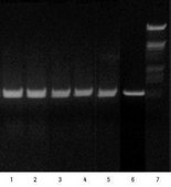 High Pure 组织RNA提取试剂盒 sufficient for 50 isolation(s), suitable for RT-PCR, suitable for Northern blotting