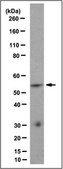 Anti-RBP-Jk, clone 1F1 Antibody clone 1F1, from rat