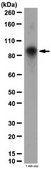 Anti-Stat3 Antibody from rabbit
