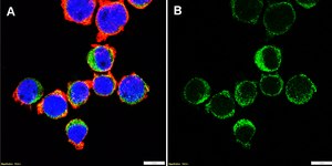 Anti-FasL/CD178 Antibody, clone 2O22 ZooMAb® Rabbit Monoclonal recombinant, expressed in HEK 293 cells