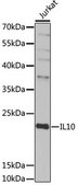 Anti-IL10 antibody produced in rabbit
