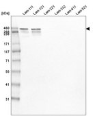 Monoclonal Anti-LAMA1 antibody produced in mouse Prestige Antibodies® Powered by Atlas Antibodies, clone CL2968, purified immunoglobulin, buffered aqueous glycerol solution