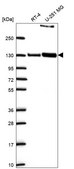 Anti-Ppfibp1 Antibody Produced In Rabbit Prestige Antibodies® Powered by Atlas Antibodies, affinity isolated antibody, buffered aqueous glycerol solution