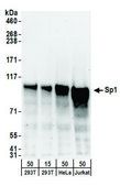 Goat anti-Sp1 Antibody, Affinity Purified Powered by Bethyl Laboratories, Inc.