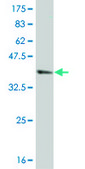 ANTI-SMAD4 antibody produced in mouse clone 3D7, purified immunoglobulin, buffered aqueous solution