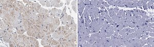 Anti-RHOT1/MIRO-1 Antibody, clone 1F4 ZooMAb® Rabbit Monoclonal recombinant, expressed in HEK 293 cells