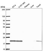 Anti-SKP1 antibody produced in rabbit Prestige Antibodies® Powered by Atlas Antibodies, affinity isolated antibody