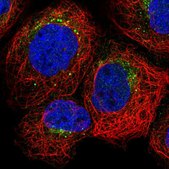 Anti-GRN antibody produced in rabbit Prestige Antibodies® Powered by Atlas Antibodies, affinity isolated antibody, buffered aqueous glycerol solution