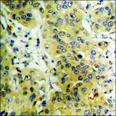 Anti-phospho-PLD2 (pTyr169) antibody produced in rabbit affinity isolated antibody