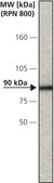 Anti-Calnexin antibody, Mouse monoclonal clone TO-5, purified from hybridoma cell culture