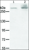 Anti-HSPG2 antibody produced in rabbit affinity isolated antibody