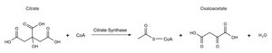 Citrate Synthase Assay Kit 1 kit sufficient for 100 reactions (using a 1 ml cuvette), 1 kit sufficient for 480 reactions (using 96 multiwell plates)