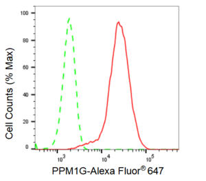 KD-Validated Anti PPM1G Antibody, clone 23GB2590, Rabbit Monoclonal clone 23GB2590, recombinant rabbit monoclonal, expressed in HEK293 cells