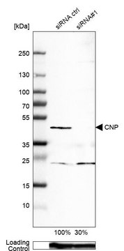 Monoclonal Anti-CNP antibody produced in mouse Prestige Antibodies® Powered by Atlas Antibodies, clone CL2871, purified immunoglobulin, buffered aqueous glycerol solution