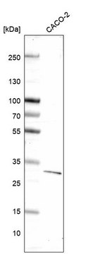 Monoclonal Anti-Dkk1 Antibody Produced In Mouse Prestige Antibodies® Powered by Atlas Antibodies, clone CL14707, affinity isolated antibody, buffered aqueous glycerol solution