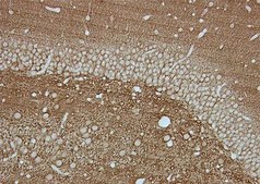 抗-突触小泡蛋白抗体，克隆SY38 clone SY38, Chemicon®, from mouse