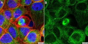 Anti-TUBB6 Antibody, clone 1F12 ZooMAb® Rabbit Monoclonal recombinant, expressed in HEK 293 cells