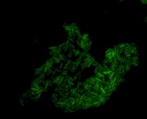 Escherichia coli FISH probe -ATTO488 Probe for fluorescence in situ hybridization (FISH), 20µM in water