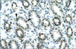 Anti-HEY1 antibody produced in rabbit IgG fraction of antiserum