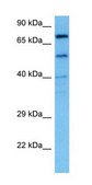 Anti-MFN1 antibody produced in rabbit affinity isolated antibody
