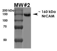 Monoclonal Anti-Qki (Pan) antibody produced in mouse clone S147-6, purified immunoglobulin