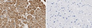 Anti-PDK4 Antibody, clone 2H5 ZooMAb® Rabbit Monoclonal recombinant, expressed in HEK 293 cells