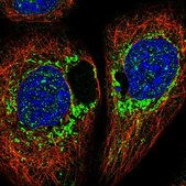 Anti-DAP antibody produced in rabbit Prestige Antibodies® Powered by Atlas Antibodies, affinity isolated antibody, buffered aqueous glycerol solution