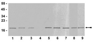 Anti-trimethyl-Histone H3 (Lys9) Antibody serum, Upstate®