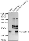 Anti-Caveolin-2 Antibody, clone 8I4U7, Rabbit Monoclonal